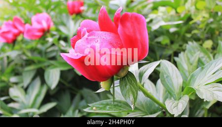 Blooming red peony flowers in the summer garden