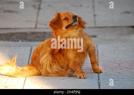 cute orange brown stray dog scratching fur with fleas and ticks image Stock Photo