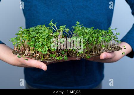 Hold the microgreen in hands. Radish, arugula, cabbage and lettuce.Sprouted sprouts. Urban gardening. Organic vegan food. Useful vitamins. Growing at home. Leaves. Grow microgreen on linen mat. Stock Photo