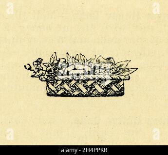 Original sepia coloured book plate foot note in a healthy eating booklet - basket of vegetables engraving - Health from Food library no. 12, - from series entitled Honey and the Bee,  by James Henry Cook published in 1927, Birmingham, England, U.K. Stock Photo