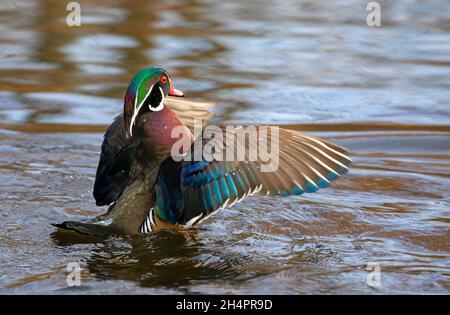 Wood duck male Aix sponsa with colourful wings swimming and flapping wings on the Ottawa river in Canada Stock Photo