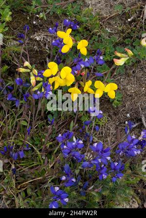 wildflowers growing at Loch Doone; Dumfries & Galloway; Scotland Stock Photo