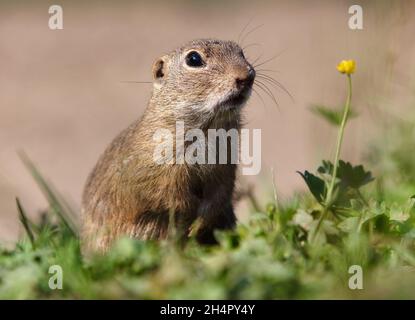 European ground squirrel eat on green meadow, Spermophilus citellus Stock Photo