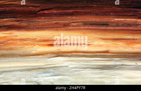 Wood texture. Super long walnut planks texture background.Texture element Stock Photo