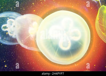 Round jellyfish and shining abstract halo in ocean water Stock Photo