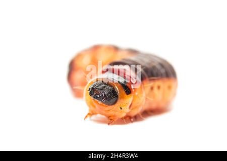 Macro low angle front view of large yellow-orange Goat moth caterpillar (Cossus cossus) isolated on white Stock Photo