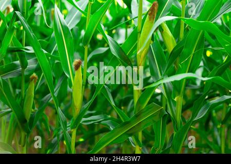 A small corn plant with a drip stream Planted with a drip irrigation system.Concept is a plant that is rich in food nutrition.It has a lot of carbohyd Stock Photo