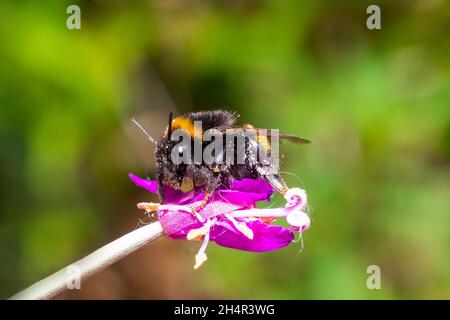 The large garden bumblebee or ruderal bumblebee (Bombus ruderatus) , beatiful photo Stock Photo