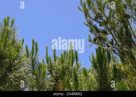 Top of maritime pine plants (Pinus pinaster) against clear blue sky in summer, Tuscany Stock Photo