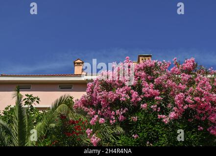Blooming oleanders and palm trees in front of an holiday house against blue sky in summer, Tuscany, Italy Stock Photo