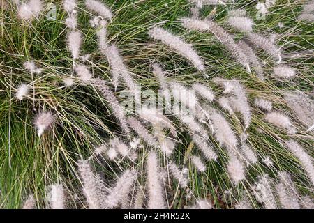 Close-up of a flowering plant of foxtail or fountain grass (Pennisetum alopecuroides), an ornamental grass, in summer, San Vincenzo, Tuscany, Italy Stock Photo