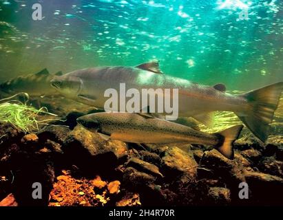 Anadromous Coho salmon, found in the Gulf of the Farallones National Marine Sanctuary Stock Photo