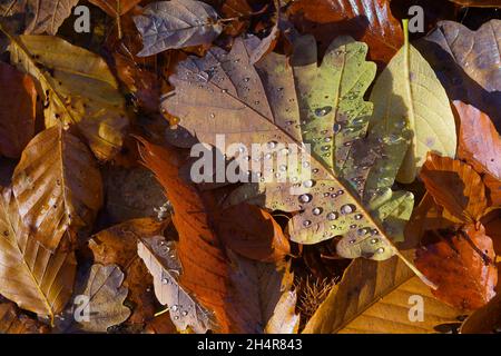 Dry oak, chestnut and beech leaves with water droplets lying on the ground in the forest lit by sunlight. Autumn, nature and aging concepts Stock Photo