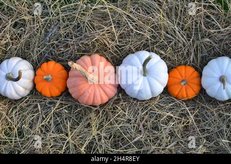 Autumn pumpkins background. Colorful pumpkins on hay. Stock Photo