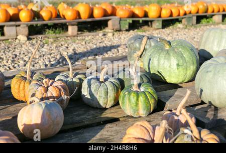 Pumpkin shop at pumpkin patch. Black Futsu Cucurbita Moschata squashes. Stock Photo
