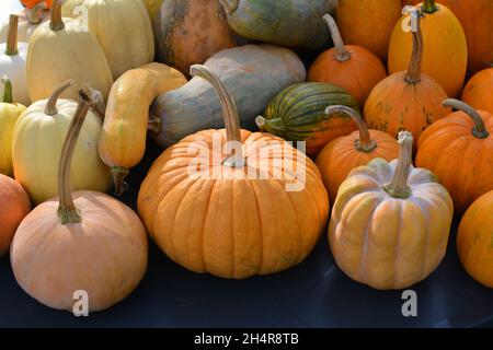 Pumpkins and squashes colorful varieties. Stock Photo