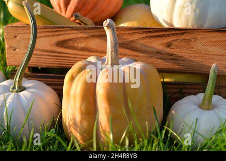 Pumpkins and squashes close up. Cucurbita moschata winter squash and Baby Boo white pumpkins. Stock Photo