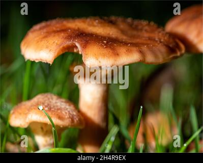 Closeup of Lactarius deliciosus, commonly known as the saffron milk cap and red pine mushroom. Stock Photo