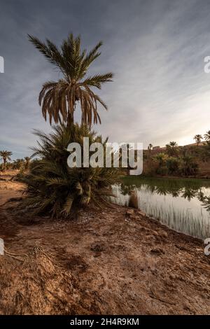 Beautiful Oasis of Taghit, Sahara with palms and water Stock Photo