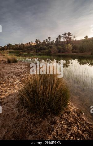 Beautiful Oasis of Taghit, Sahara with palms and water Stock Photo