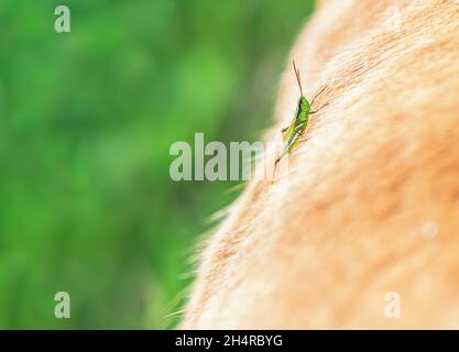 green grasshopper sits on a fawn-colored Labrador dog Stock Photo