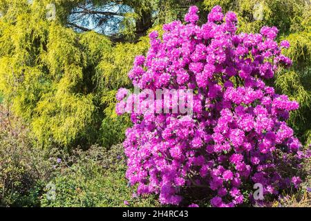 Rhododendron 'PJM Elite' - Azalea shrub with lavender blossoms and Chamaecyparis pisifera 'Lemon Thread' - Sawara False Cypress tree in border spring Stock Photo