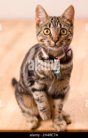 Full length close up portrait of cute six month old female kitten with intense eyes looking straight at camera Stock Photo
