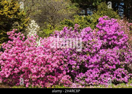 Pink, white and lavender flowering Rhododendron - Azalea shrubs in border in spring, Montreal Botanical Garden, Quebec, Canada Stock Photo