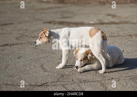 Brood of two stray puppies on autumnal street sister lying on asphalt with favorite bone and brother standing over it and guard dogs  looking far away Stock Photo