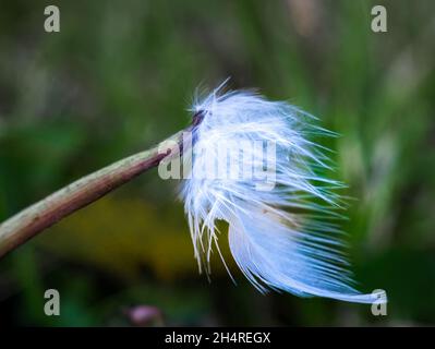 close up of a single white plume feather hanging on a twig Stock Photo