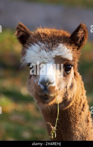 head of a brown white alpaca on a meadow with a stalk of grass in it's mouth Stock Photo