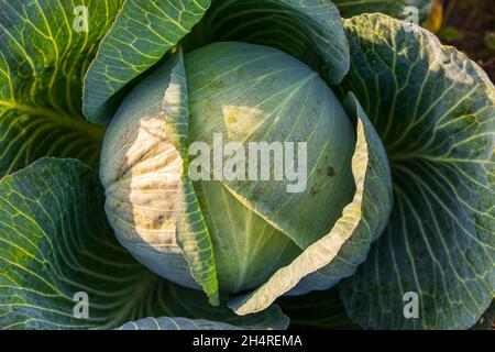 high angle view of white cabbage plant on the field Stock Photo