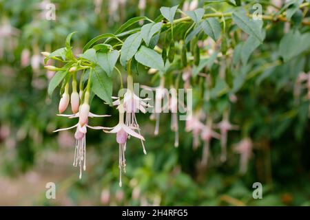 Fuchsia magellanica var. molinae 'Alba' - White maiden's blush fuchsia hardy fuchsia flowers. UK Stock Photo