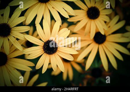 Black eyed Susan flowers on a dark background with vignette applied. Stock Photo