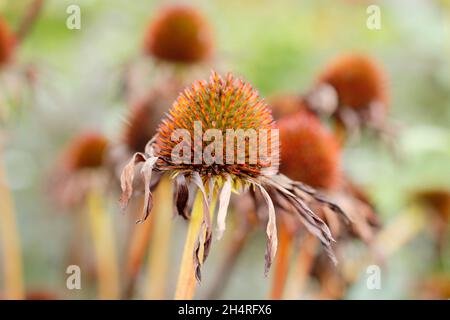 Seedhead of Echinacea purpurea purple coneflower in autumn. UK Stock Photo