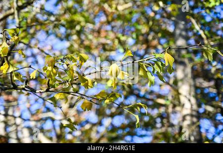 Gingko Tree in the orchard at Highdown Chalk Gardens Worthing West Sussex Stock Photo