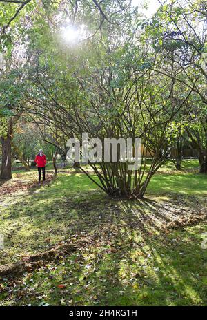 Elderly woman walking through the orchard at  Highdown Chalk Gardens Worthing West Sussex Stock Photo