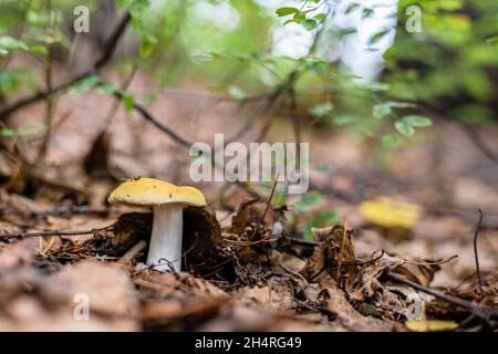 a beautiful mushroom in the autumn in the forest. grass, needles, cones Stock Photo