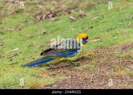 Green rosella, Platycercus caledonicus, Tasmania, Australia Stock Photo