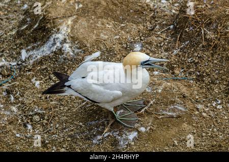 Australasian gannet (Morus serrator), also known as the Australian ...