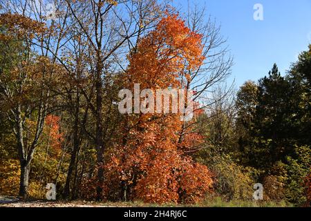 Fall colors in Casentino, Tuscany Stock Photo