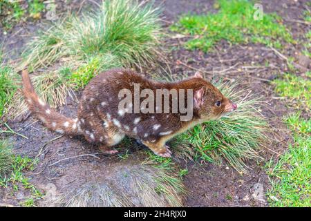 Spotted tailed quoll or tiger quoll, Dasyurus maculatus, Cradle Mountain, Tasmania, Australia Stock Photo