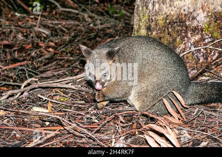 Brush tailed possum Trichosurus vulpecula Tasmania Stock Photo