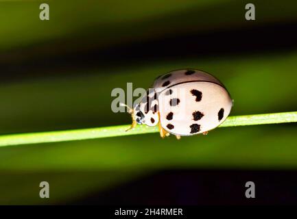 Ashy Gray Lady Beetle (Olla v-nigrum) on a pine needle at night in Houston, TX. Species native to Central, North America and Oceania. Stock Photo