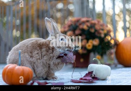 Rufus rabbit in fall setting surrounded by mums and pumpkins at sunset