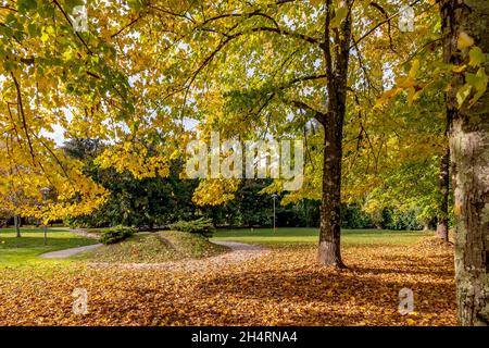 Leaves carried by the wind fall from the trees of the Parco della Pace in Fornoli, Lucca, Italy, in the autumn season Stock Photo