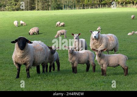 black faced ewe, hybrid sheep & lambs near Dalton, Dumfries & Galloway, Scotland Stock Photo