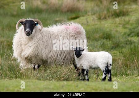 black faced ewe and lamb, Cairnsmore, Gatehouse of Fleet, Dumfries & Galloway, Scotland Stock Photo