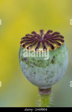 Klatschmohn Papaver rhoeas Stock Photo - Alamy Klatschmohn Papaver rhoeas Stock Photo - Alamy