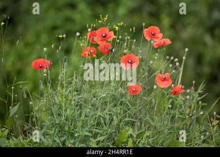 Klatsch-Mohn, Klatschmohn, Mohnblume, Klatschrose, Mohn, Papaver rhoeas, Corn Poppy, Field Poppy, common poppy, poppy, corn rose, Flanders poppy, red Stock Photo